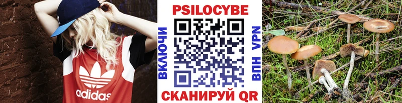 Псилоцибиновые грибы Psilocybe  Тара 
